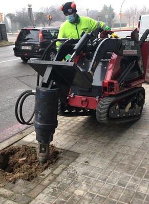 La campanya de plantació d’arbrat a la ciutat avança a bon ritme 