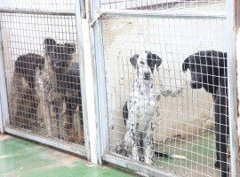 Imatge de la notícia La Paeria adjudica les obres de rehabilitació del Centre d’Acollida d’Animals de Companyia de Lleida