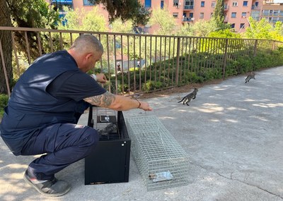 La Paeria avança amb el control de la població de gats comunitaris