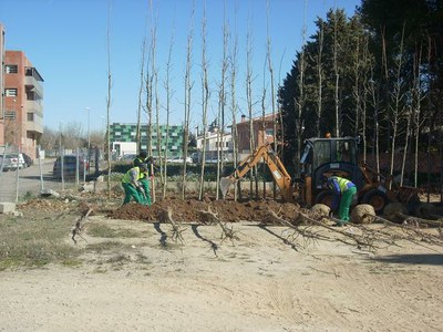 La Paeria endega una nova campanya de plantació d'arbrat