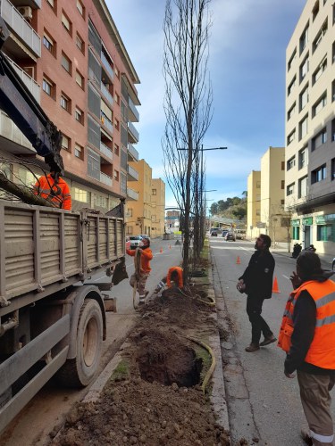 Imatge de la notícia La Paeria engega la campanya de plantació d’arbrat d’aquest hivern 