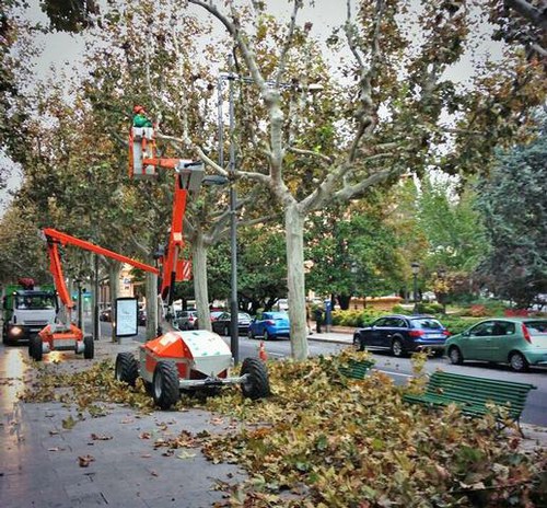 Imatge de la notícia La Paeria esporga 11.500 arbres per garantir-ne el bon estat i evitar molèsties