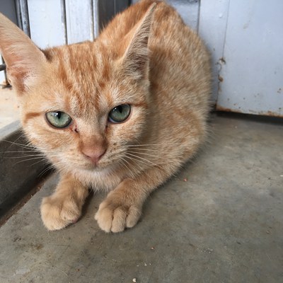 La Paeria fa una crida a la ciutadania per adoptar gats del Refugi dels Peluts 