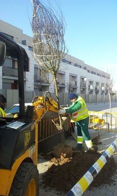 La Paeria finalitza la campanya de plantació d'arbres a la ciutat