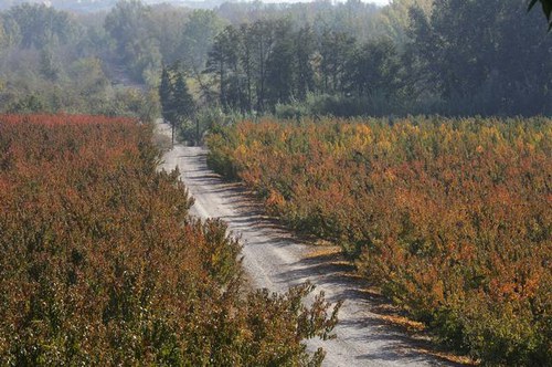 Imatge de la notícia La Paeria incrementa la seguretat viària a l'Horta amb el desbrossament de 230 quilòmetres de camins