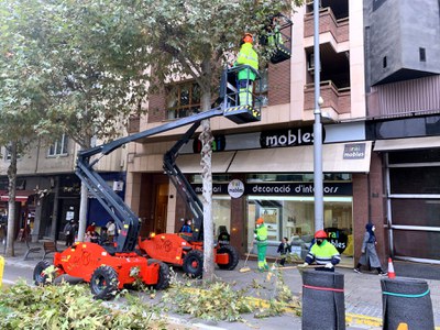 La Paeria inicia els treballs d'esporga en 14.500 arbres, que durarà fins al febrer 