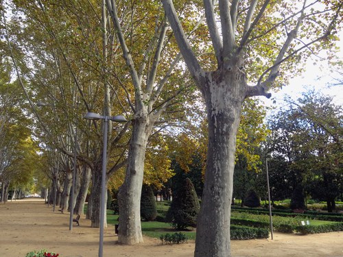 Imatge de la notícia La Paeria inicia els treballs per l’elaboració del Pla dels Espais Verds de Lleida per definir uns parcs i espais verds òptims en biodiversitat, serveis i connectivitat 