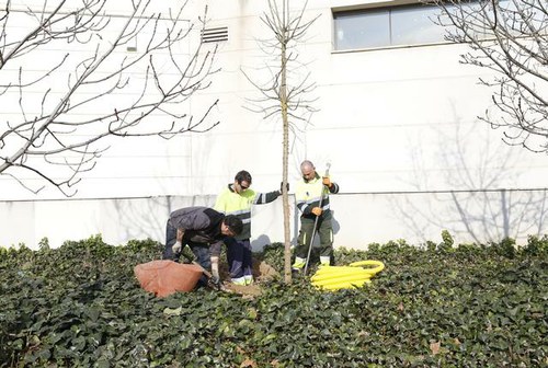 Imatge de la notícia La Paeria inicia la campanya de plantació d'arbrat amb 600 nous exemplars