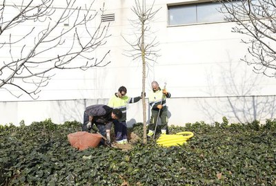 La Paeria inicia la campanya de plantació d'arbrat amb 600 nous exemplars