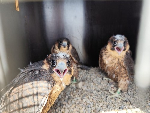Imatge de la notícia La Paeria introdueix falcons a la ciutat per afavorir l'equilibri ecològic