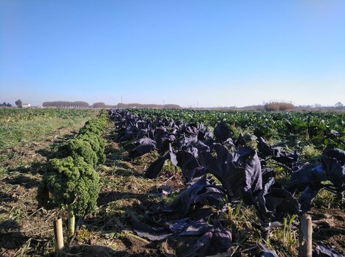 Imatge de la notícia La Paeria obre el termini per sol·licitar una finca professional al Viver d’Agricultors de Rufea