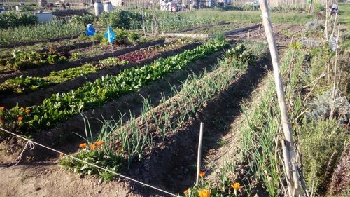 Imatge de la notícia La Paeria obre un nou període de sol·licituds per obtenir un hort familiar a la partida de Rufea