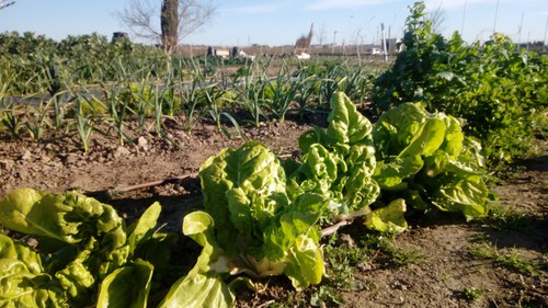 Imatge de la notícia La Paeria obre un nou període per sol·licitar una parcel·la als horts familiars de Rufea 