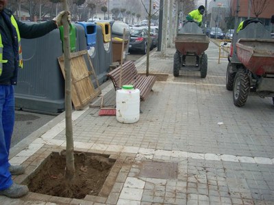 La Paeria planta 645 arbres a la ciutat de 56 espècies diferents 