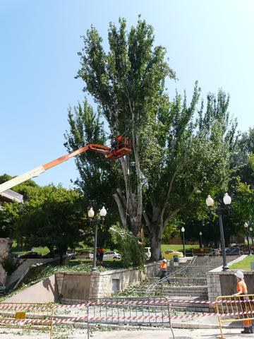 Imatge de la notícia La Paeria plantarà nous arbres en l'accés a la Porta del Lleó de la Seu Vella