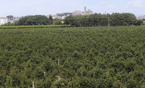 Imatge de la notícia La Paeria presenta el Viver d'Agricultors de Lleida en un congrés internacional sobre desenvolupament rural, agricultura i accés a la terra