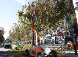 La Paeria realitza treballs d’esporga en prop de 15.000 arbres de la ciutat