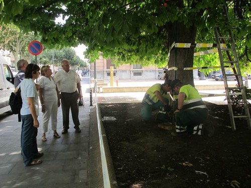 Imatge de la notícia La Paeria té cura dels arbres singulars de Lleida