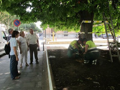 La Paeria té cura dels arbres singulars de Lleida