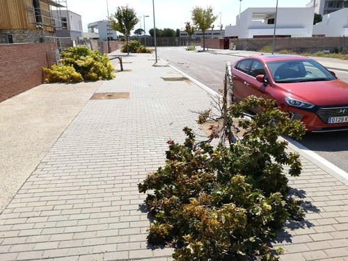 Imatge de la notícia La tempesta de divendres al vespre tomba més de 40 arbres 