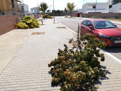 La tempesta de divendres al vespre tomba més de 40 arbres 