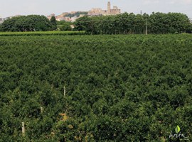 L'Ajuntament aprova la posada en marxa d'un projecte per promoure que es tornin a conrear finques ermes de l'Horta 