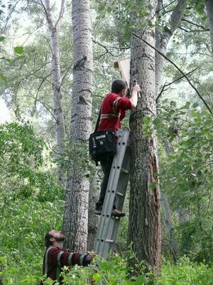 Localitzada una nova espècie de ratpenat a la Mitjana 