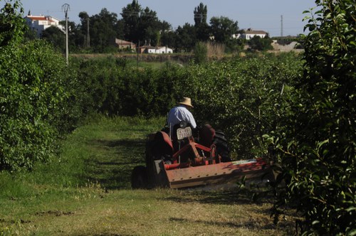 Imatge de la notícia Bonificació sobre la quota de l'IBI dels habitatges a l'Horta