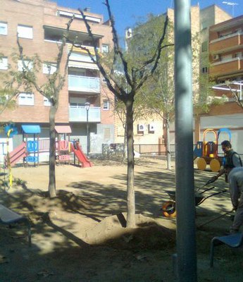 Nou arbrat a la plaça de les Cases Regionals de Balàfia