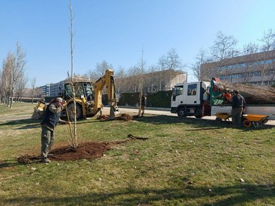 Plantació de xops al parc del Segre