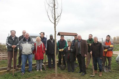 Plantada d'arbres als Horts de Rufea