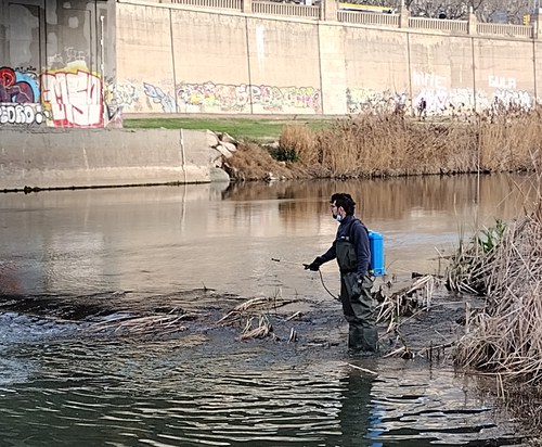 Imatge de la notícia Tractament contra la mosca negra al tram urbà del riu Segre 