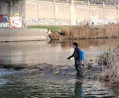 Tractament contra la mosca negra al tram urbà del riu Segre 