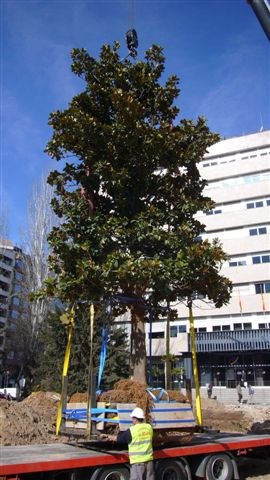 Imatge de la notícia Trasllat de 4 arbres de la plaça Cervantes