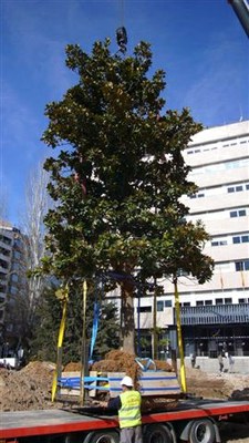 Trasllat de 4 arbres de la plaça Cervantes