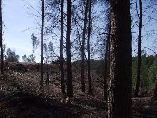 Imatge de la notícia Treballs de neteja forestal i prevenció d'incendis a la Cerdera