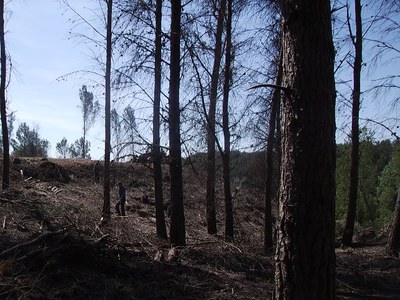 Treballs de neteja forestal i prevenció d'incendis a la Cerdera