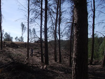 Treballs de neteja forestal i prevenció d'incendis a la Cerdera
