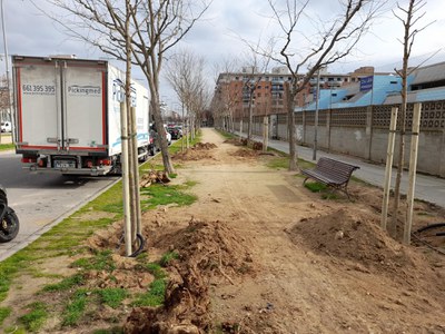 Treballs de replantació d’arbres a Pardinyes i Balàfia 