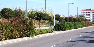 Treballs de reposició i millora arbustiva a l’avinguda de Pinyana 