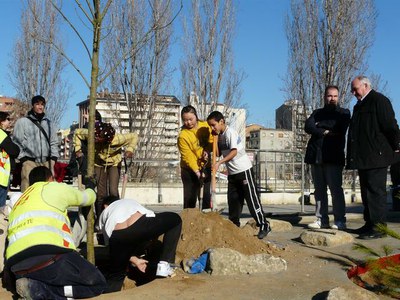 Es planten 10 freixes al nou parc dels Camps Elisis